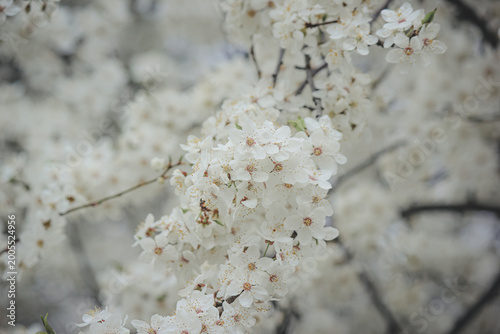 Beautiful white spring blossom of Prunus cerasifera tree against soft sky light for serene background
