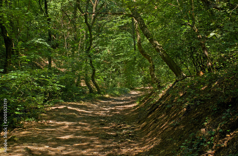 Fototapeta premium Path through a lush green summer forest near Pecs, Hungary 