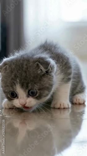 kitten on the floor