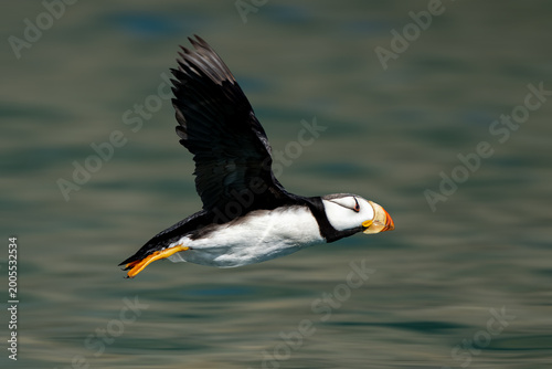 Obraz na plátne Fast puffin with wings up flying