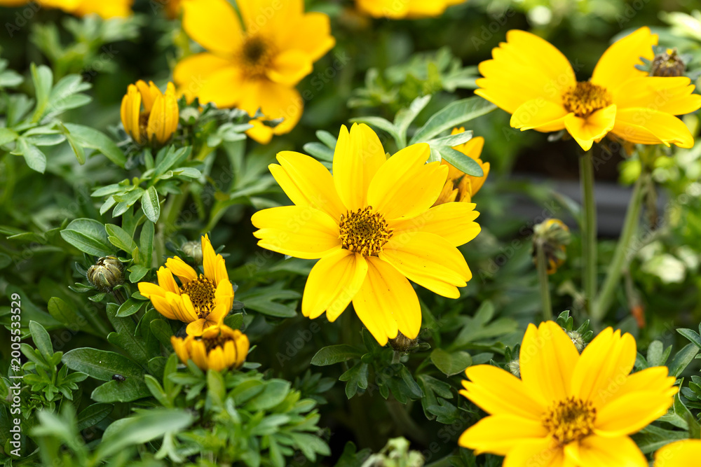 Fototapeta premium Yellow Charm Bidens ferulifolia flower with buds, close up. Ornamental plant.