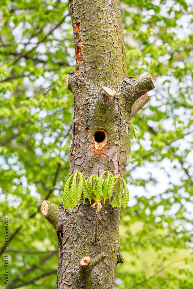 Obraz premium Woodpecker holes in a tree trunk