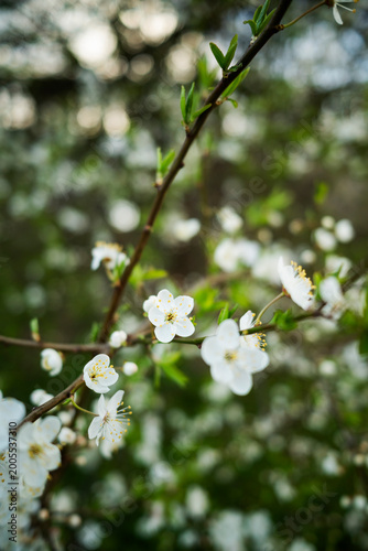 Cherry Blossom in Full Bloom, Natural Spring Background
