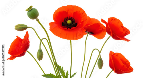 A vibrant bouquet of red poppies against a clean white background