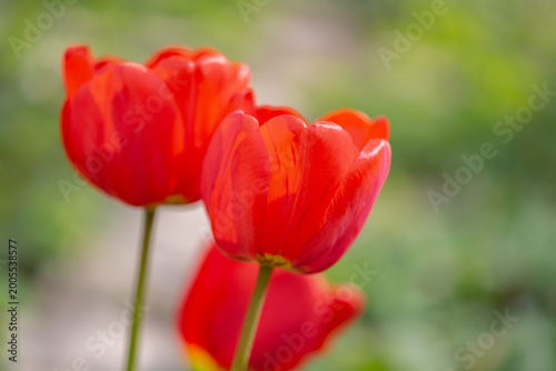 Spring  nature scene with blooming tulips