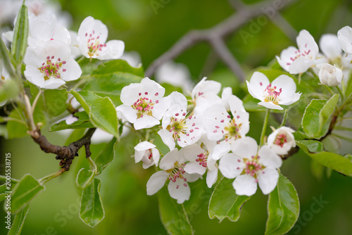 Blooming pear. Green. White. Lots of greenery. Spring. Summer. Pear flowers. Pear. Pear in bloom. Blooming pear.