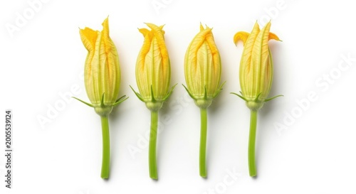Four unopened yellow zucchini flowers on white background with zucchini unopened blossoms vegetable background