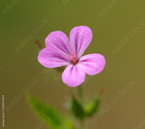 Foto Herb Robert Geranium robertianum blooming with pink petals in the wild
