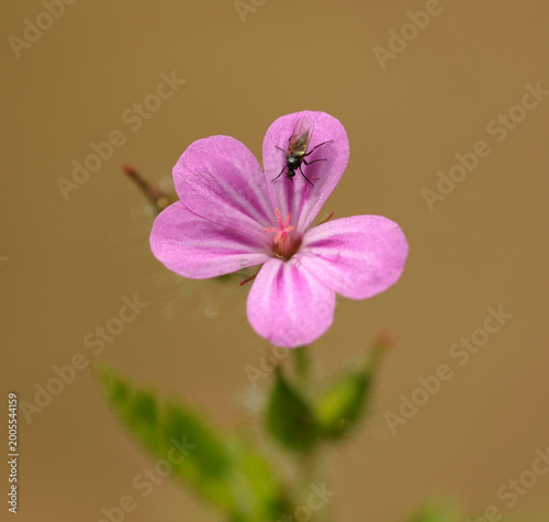 Foto Herb Robert Geranium robertianum blooming with a fly sitting on its petal
