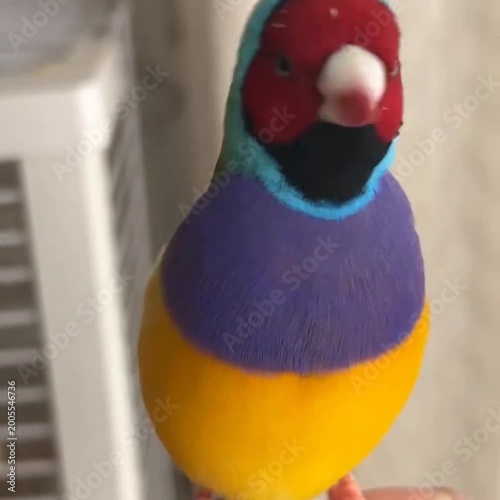 bird of paradise