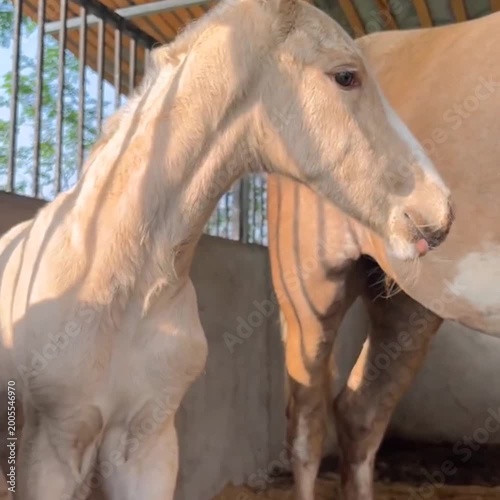 horse and foal