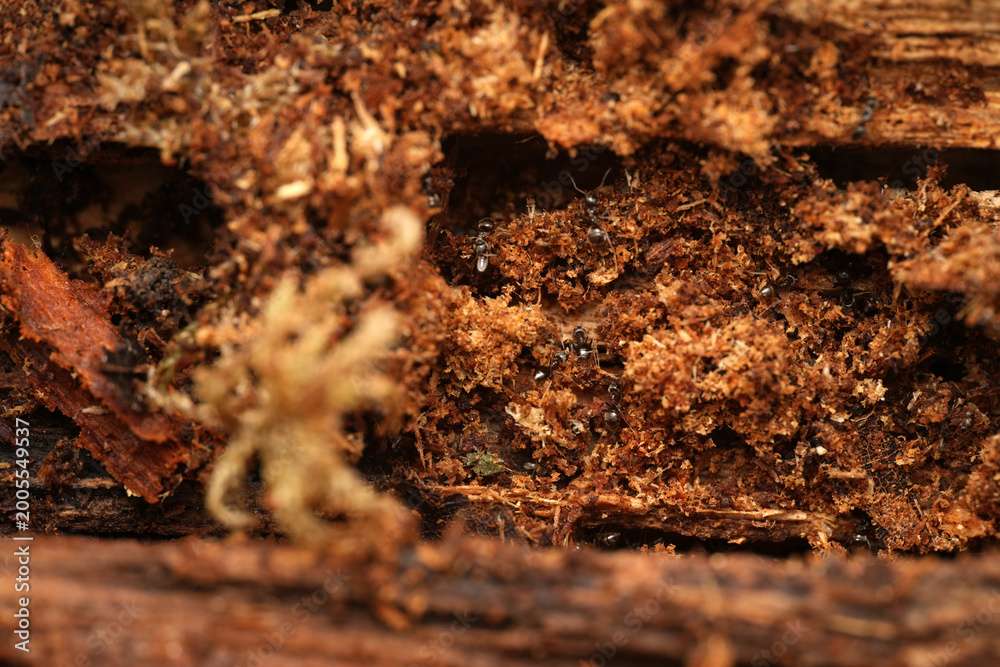 Obraz premium Macro shot of a colony of black ants crawling through the intricate tunnels and chambers of a decaying log
