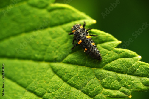 Macro shot of a ladybug larva (Coccinellidae) crawling across the surface of a textured green leaf