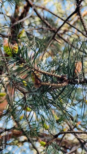 Close-up of pine branches with green needles against blue sky  