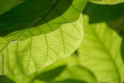 green leafs