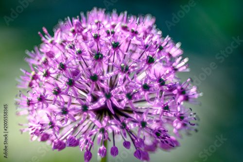 Fotografie A vibrant purple allium flower is in full bloom
