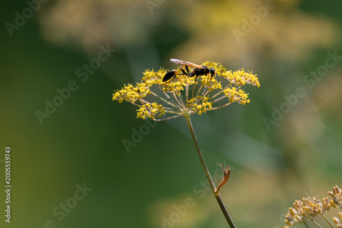 A side profile of a solitary potter wasp nectaring on the bright yellow umbrella-shaped flowers of a fennel plant