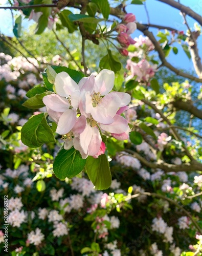 apple tree blossom
