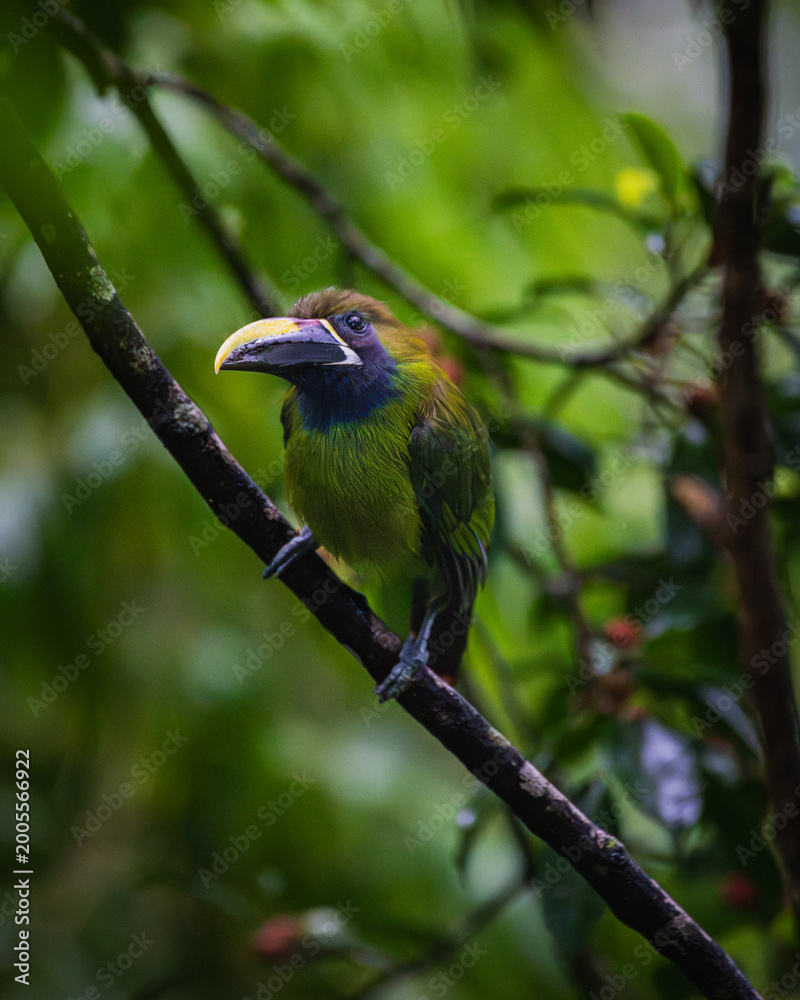 Fototapeta premium Northern emerald toucanet (Aulacorhynchus prasinus)