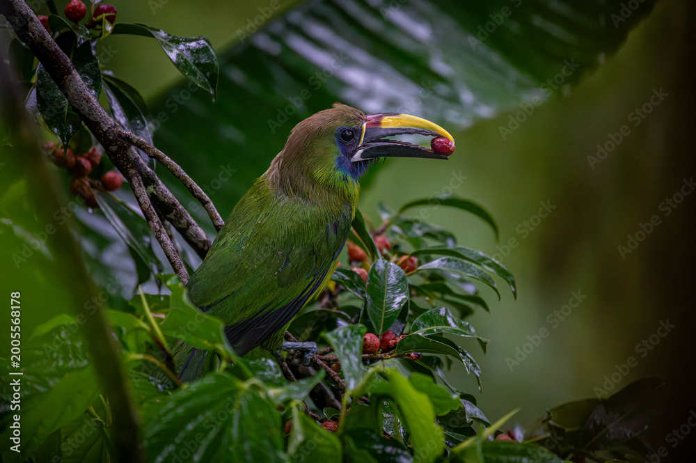 Fototapeta premium Northern emerald toucanet (Aulacorhynchus prasinus)