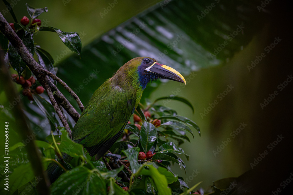 Fototapeta premium Northern emerald toucanet (Aulacorhynchus prasinus)