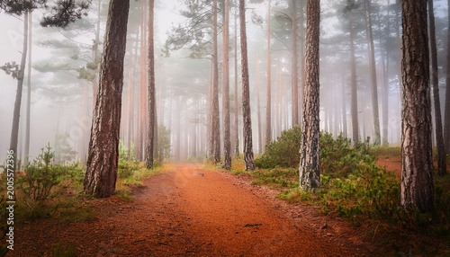 misty forest path tall pines red earth atmospheric serene