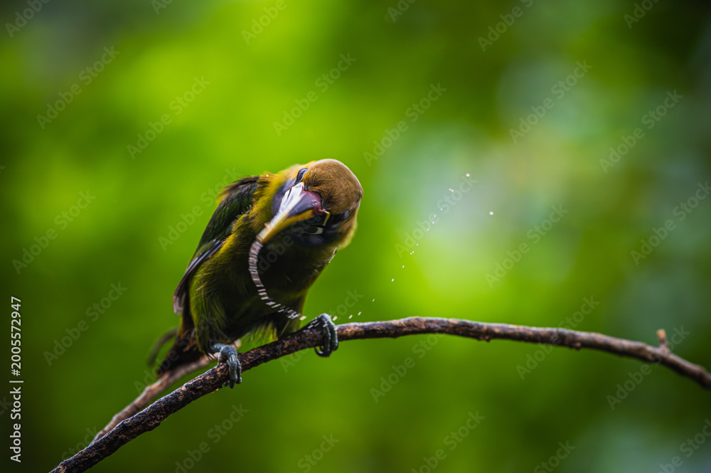 Fototapeta premium Northern emerald toucanet (Aulacorhynchus prasinus)