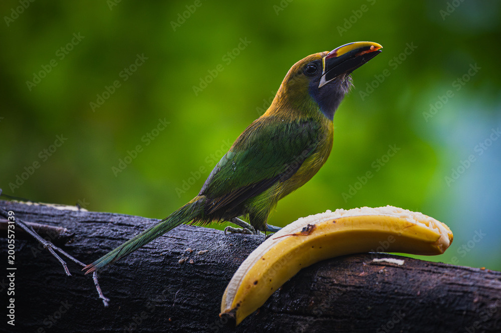 Fototapeta premium Northern emerald toucanet (Aulacorhynchus prasinus)