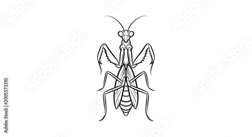Photos Detailed illustration of a praying mantis.