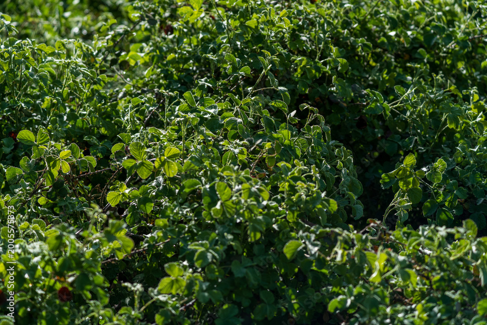 Obraz premium Sunlit Morning Plants with Rain Droplets in Dark and Bright Contrast.
