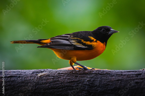 Fotografía Baltimore oriole (Icterus galbula)