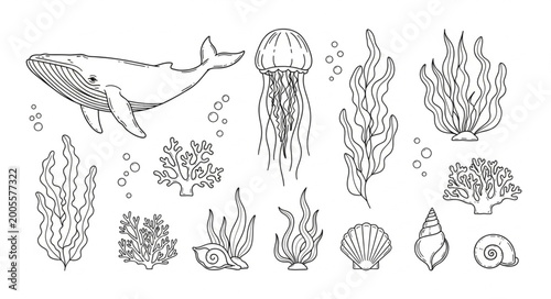 Photos Whale jellyfish and coral reef elements hand drawn sketch.
