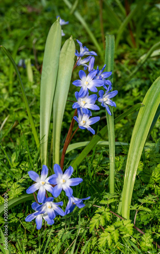 Scilla flowers in the spring also known as squills