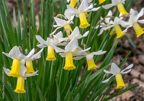 Narcissus with yellow trumpet and white petals