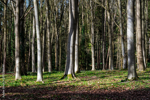 Young beech trees in a woodland glade