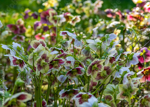 Hellebore flowers in the early spring