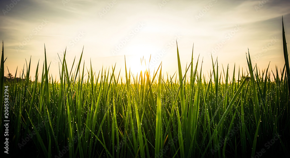 Obraz premium Sunset over lush green field of tall grass with soft lighting