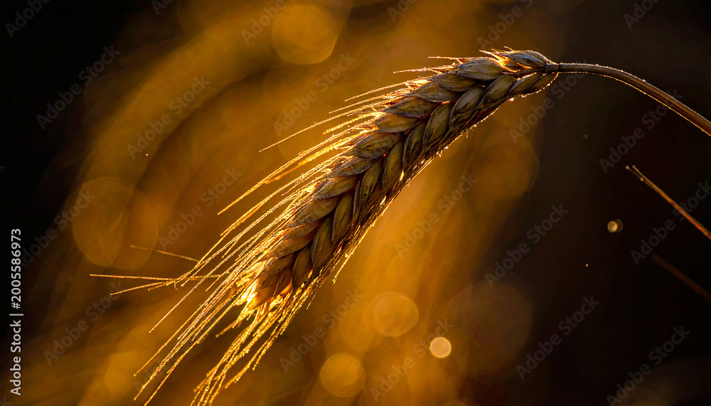 Obraz premium Golden Wheat Ear Backlit by Warm Sunlight in a Field