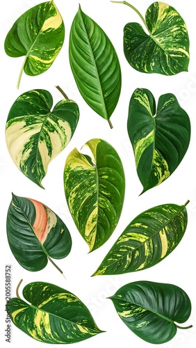 Assortment of vibrant tropical and variegated plant leaves