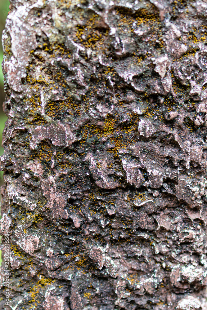 Fototapeta premium Lichen Moss Tree Bark Closeup Thailand Nature Macro Detail