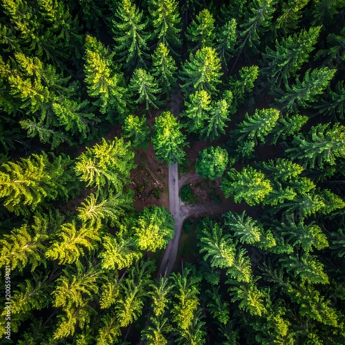 Aerial view of a tree surrounded by dense forest with lush green foliage