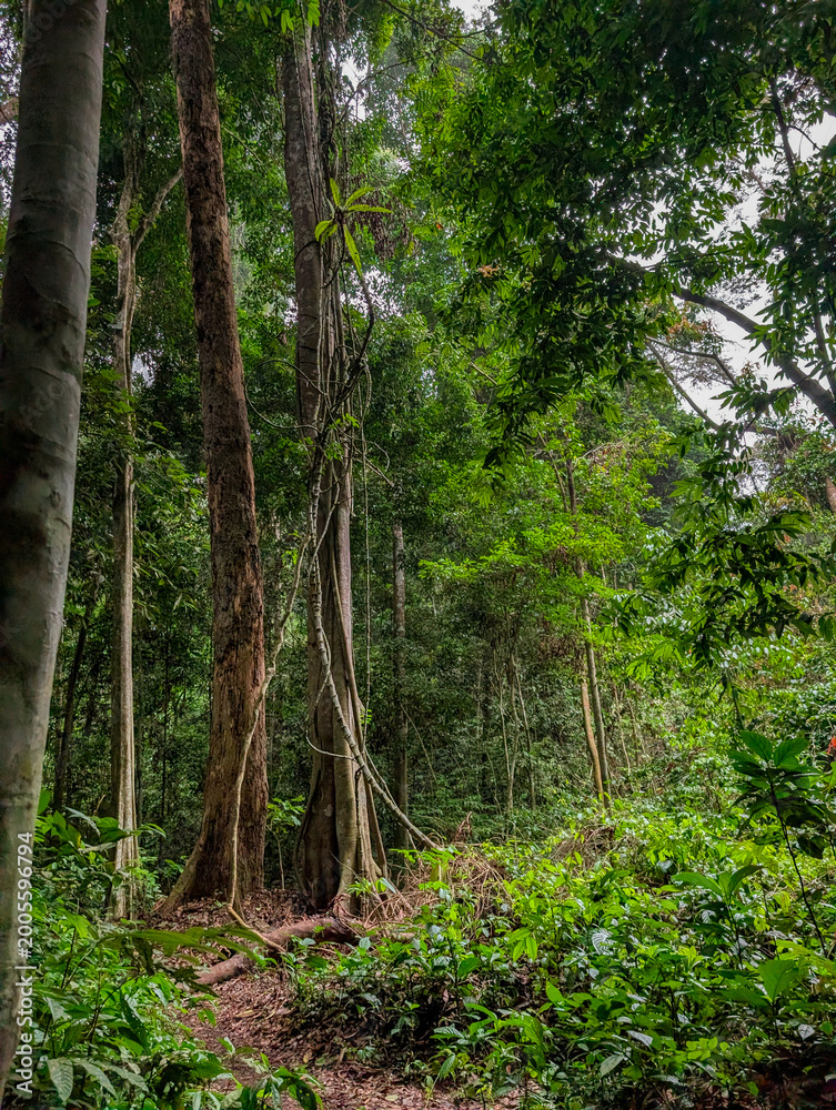 Fototapeta premium Lush tropical rainforest featuring ancient trees and climbing vines in Taman Negara