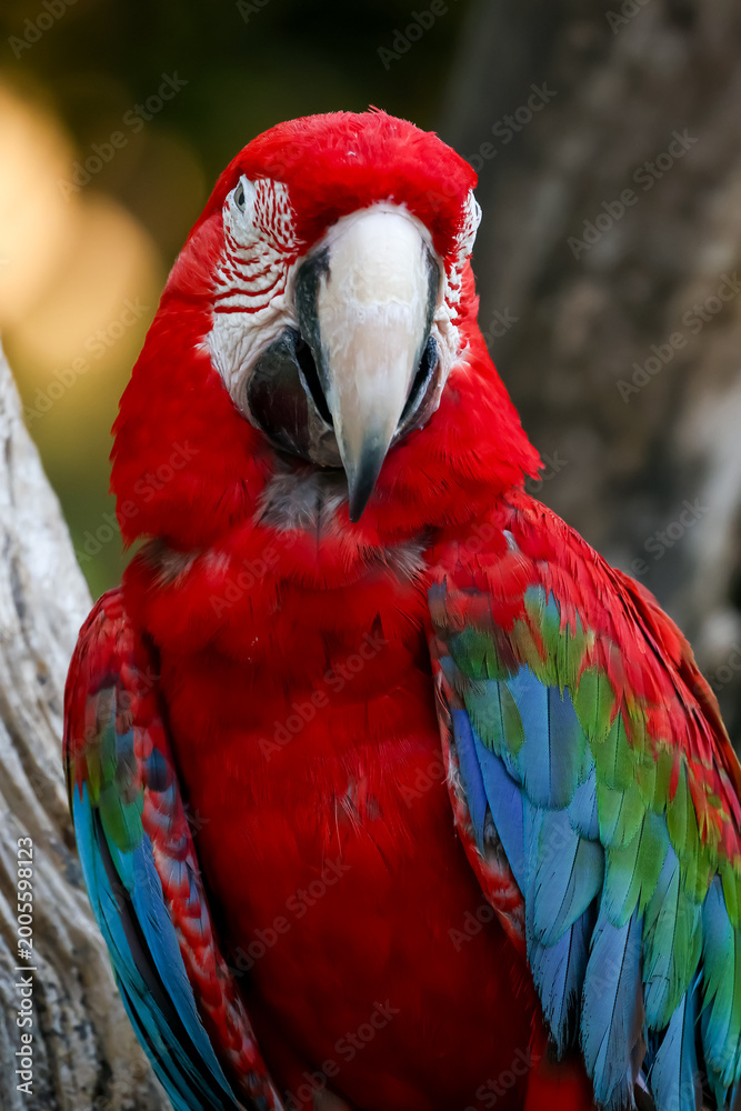 Obraz premium Close up head the red macaw parrot bird in garden