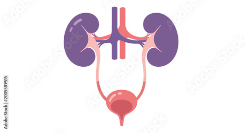 Human Urinary System Anatomy Diagram - Kidneys, Bladder, Ureters