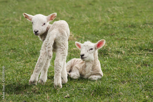 Two spring lambs in field looking round landscape