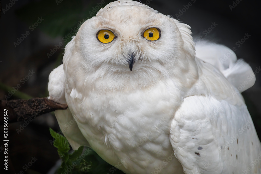 Obraz premium Snowy owl (Bubo scandiacus) frontal portrait, white plumage and intense yellow eyes, perched on branch