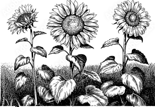 Photos Black and white ink of sunflowers in a field with detailed leaves and stems natu