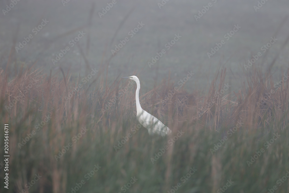 Fototapeta premium A Great Egret (Ardea alba) standing on a pond bank, enveloped in soft morning mist.