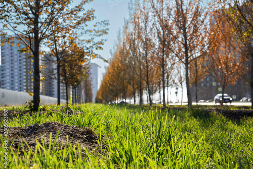 Early fresh spring grass along the roadside in an urban environment.