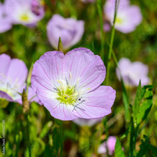 Принти на полотні Oenothera speciosa - showy evening primrose, also known as -pink ladies- or -pin